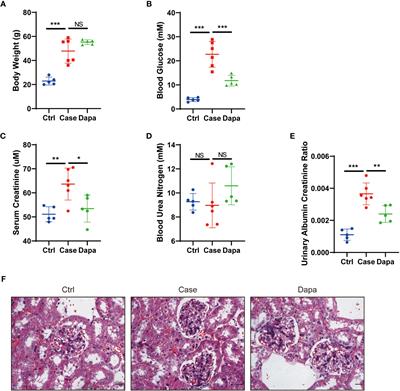 Dapagliflozin alleviates renal inflammation and protects against diabetic kidney diseases, both dependent and independent of blood glucose levels